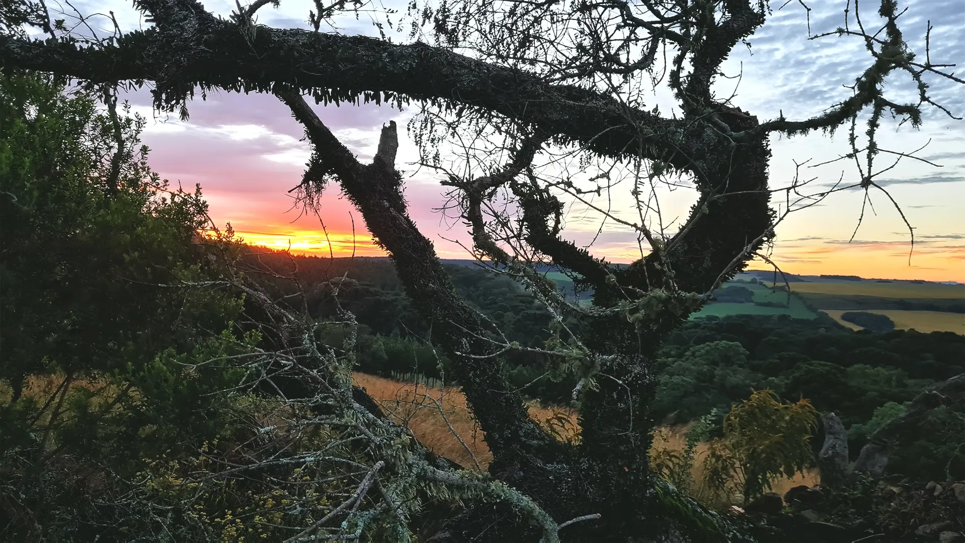 Tokens Florestais para Empresas: Inovação em Sustentabilidade