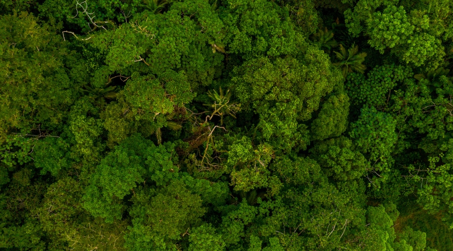 Imagem sobre desafios da preservação ambiental