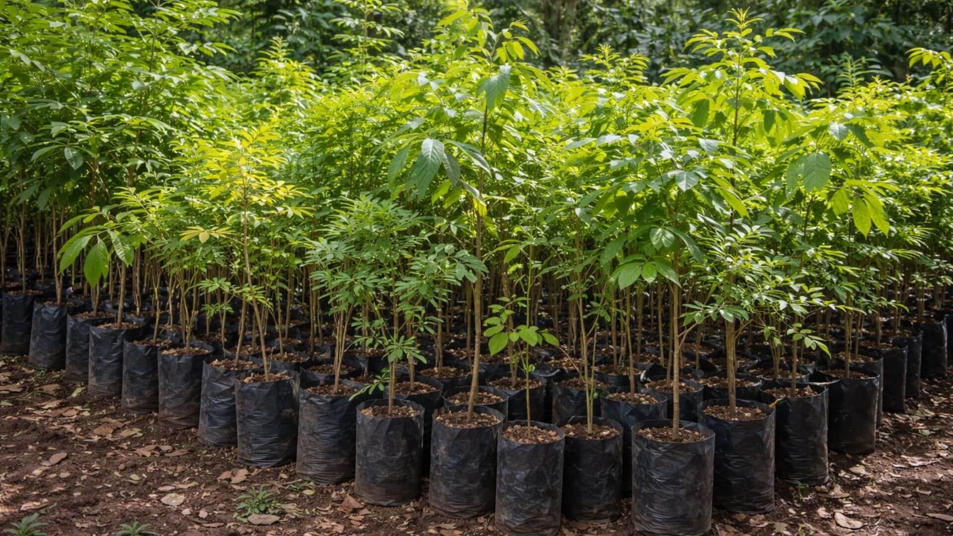 Espécies nativas mais usadas em projetos de restauração florestal